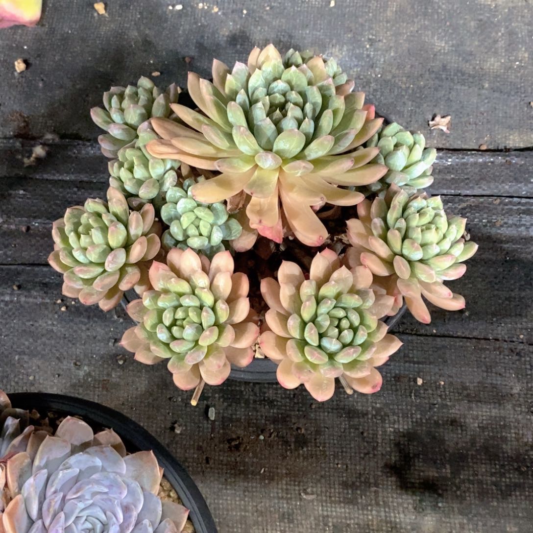 D***鹏百搭翡翠多肉植物群