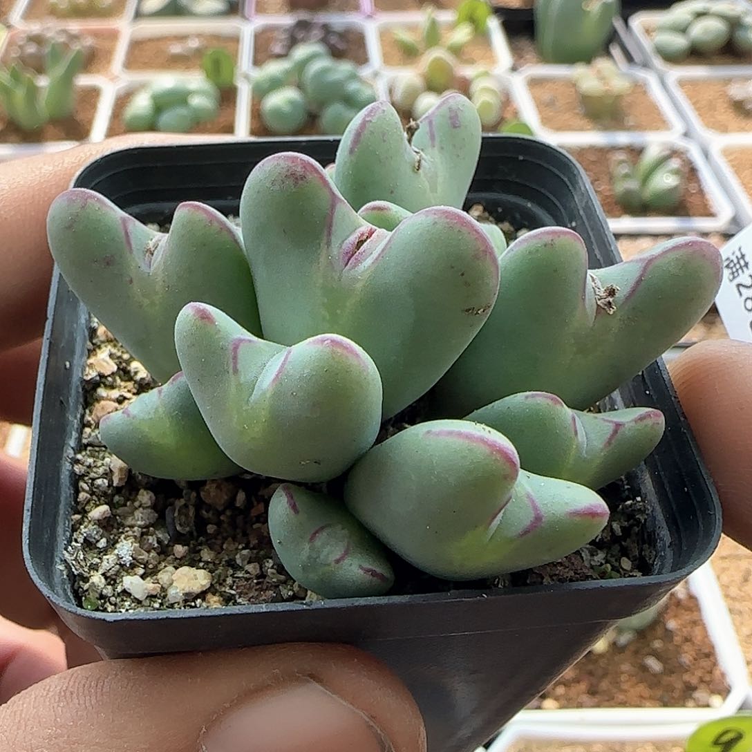 过年好，脱土发货，年后发货哦23370