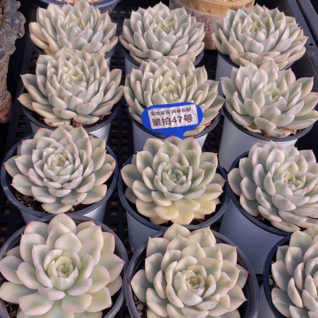 量拍47号 月亮仙子锦单头一个