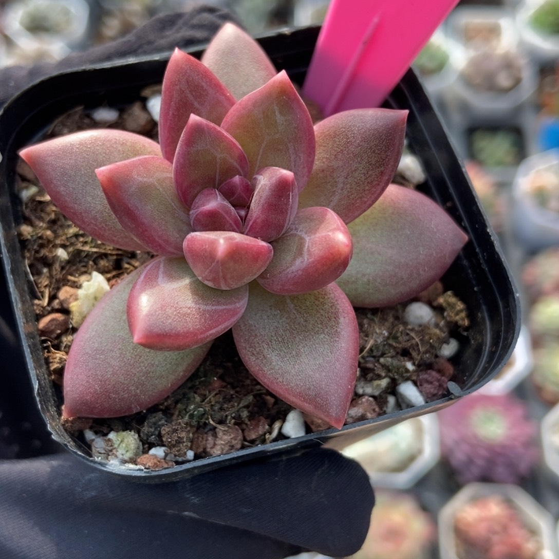 29迷雾泡泡多肉植物