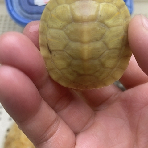 绿毛龟不分公母888888888