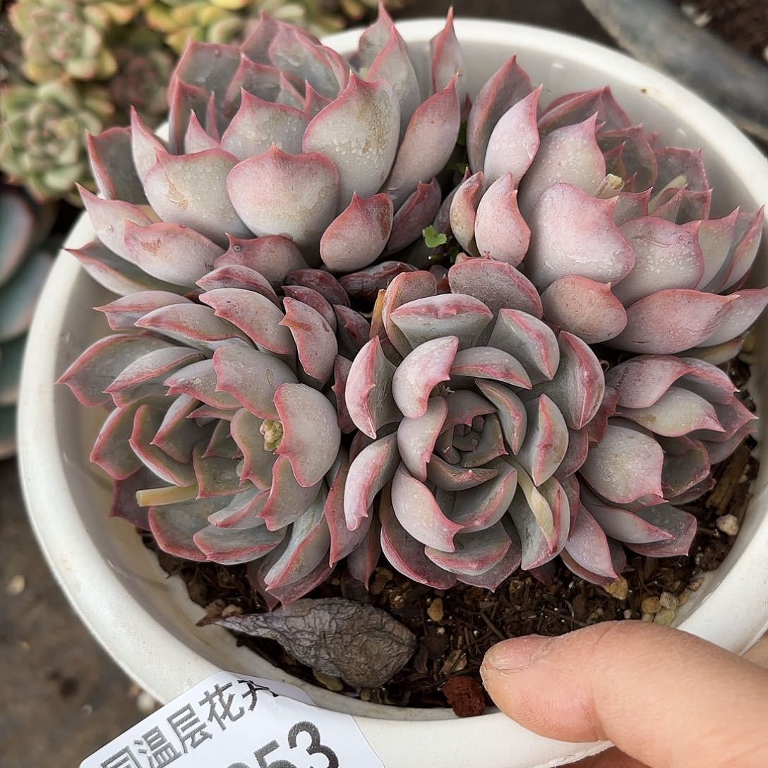 同温层多肉暗冰253