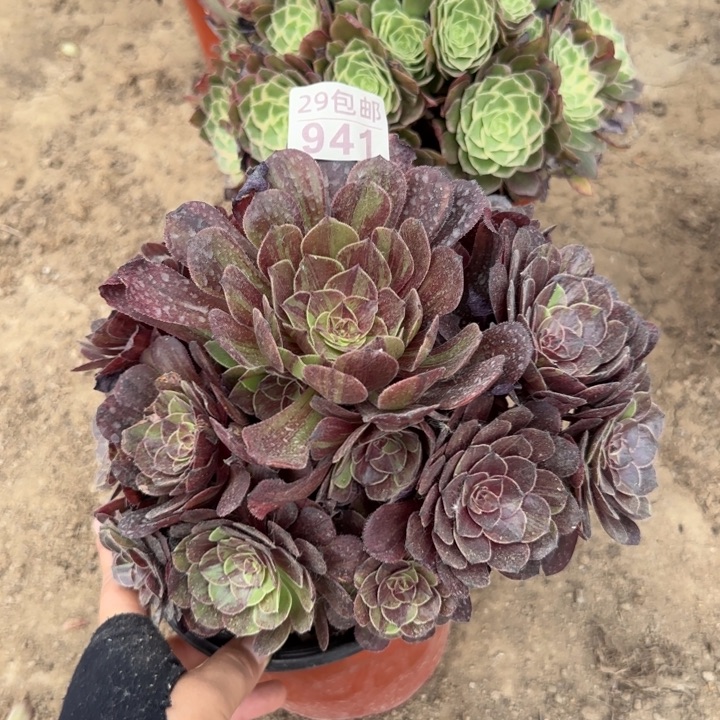 花月夜……多肉植物……