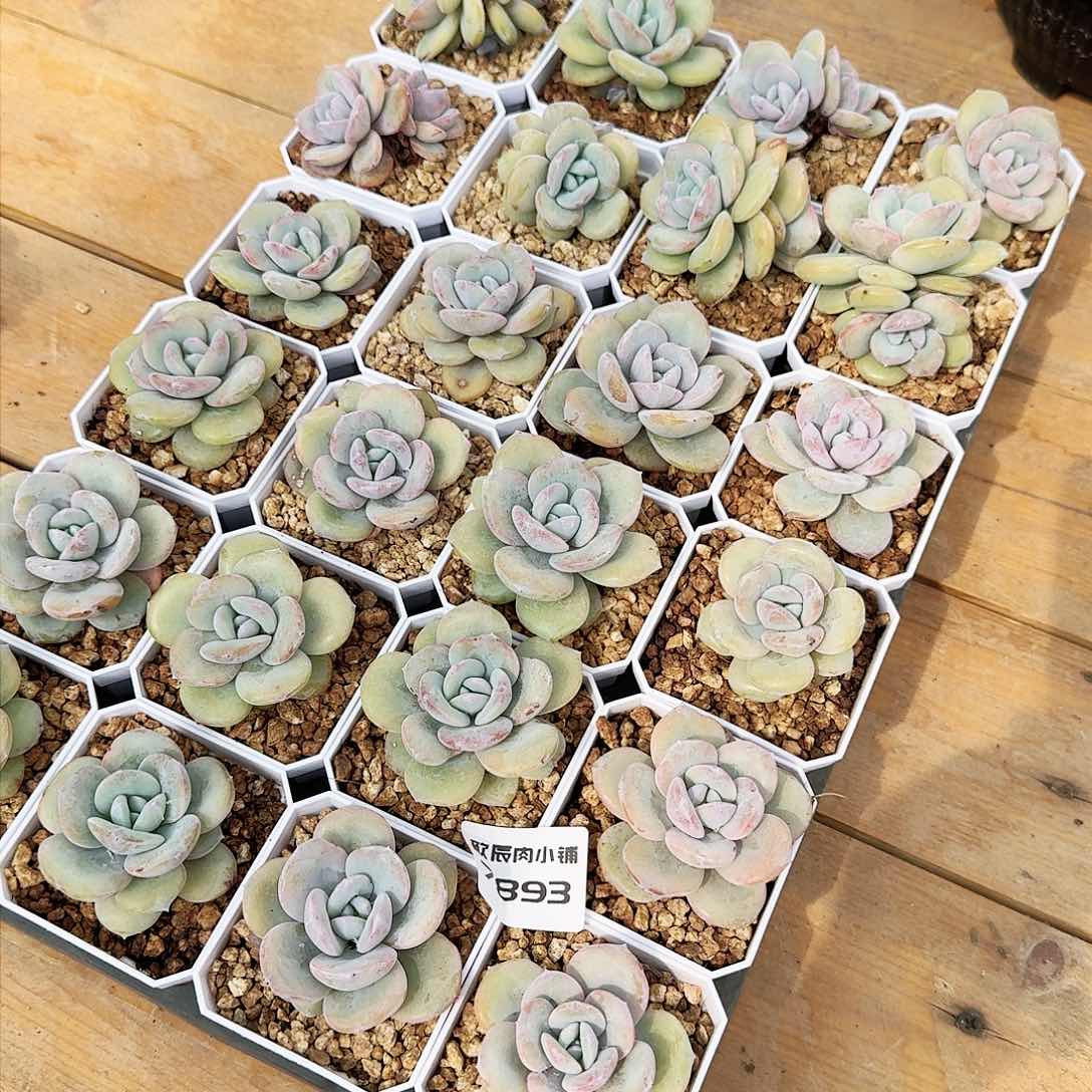 多肉植物奶茶一筐7893 24颗