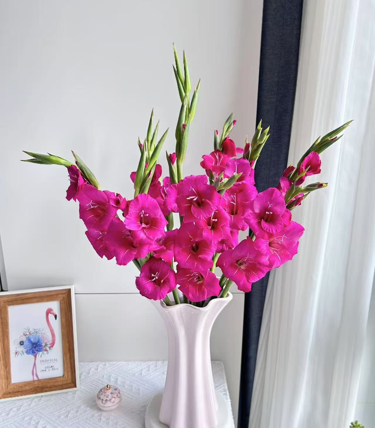 弗洛伊德剑兰5支（收到及时醒花）