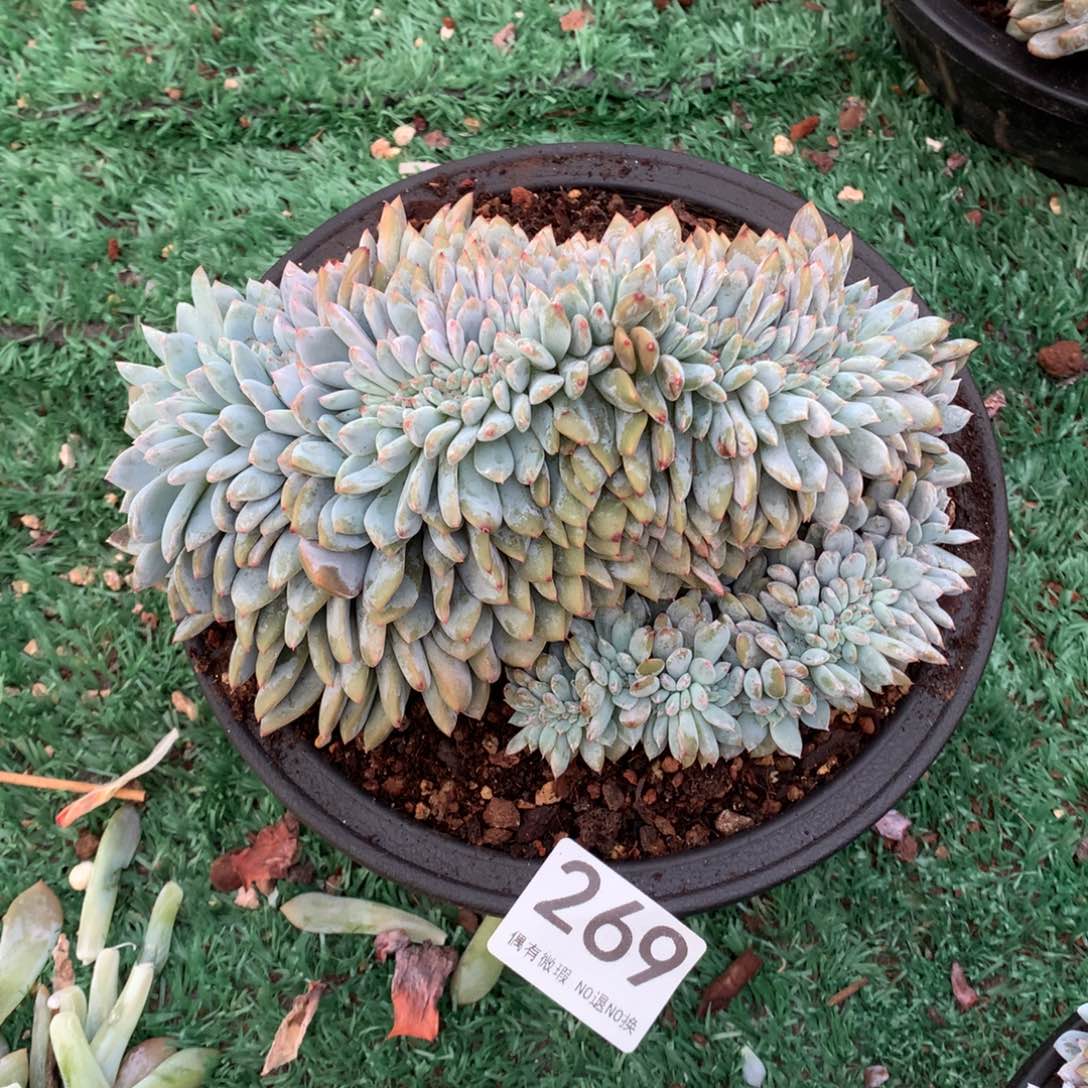 269橙子缀化多肉植物
