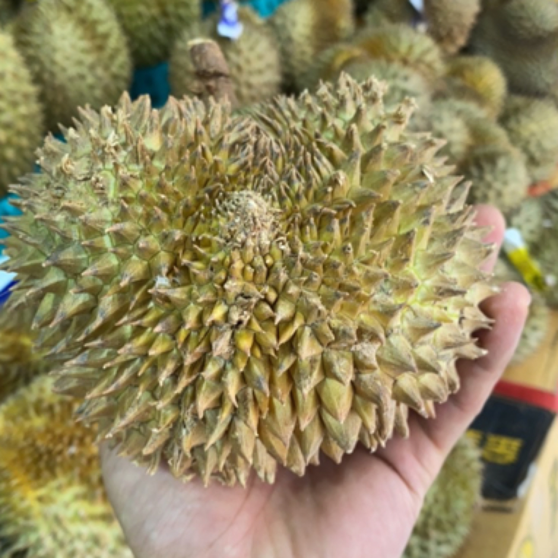 【催熟果纯肉】纯肉新鲜核小榴莲小果750g/一盒/99元一盒金枕泰国东部