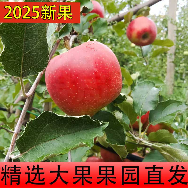 正宗乔纳金苹果当季新鲜采摘脆面两吃