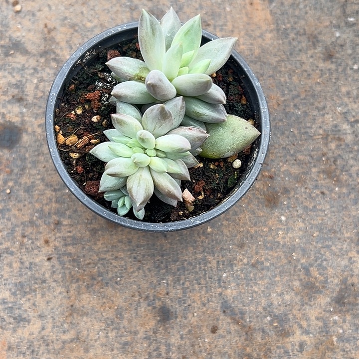 水晶球群生缀化多肉