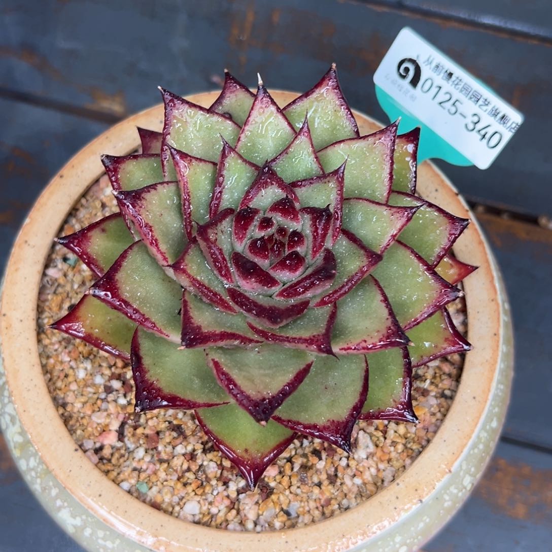 多肉一物一拍0125-340