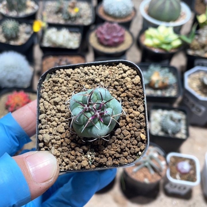 058实生狂刺绯冠龙仙人球