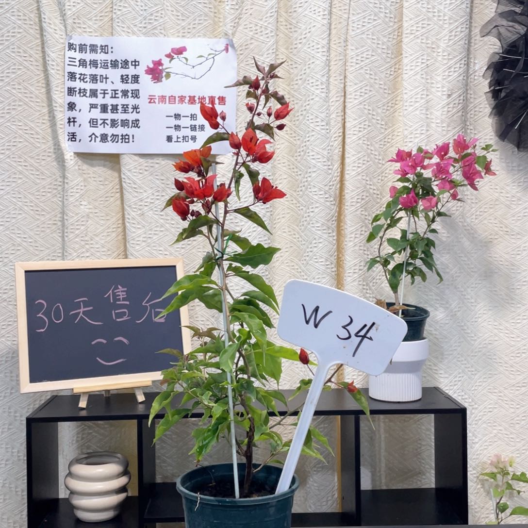 暮***光大量花朵（建议范围：8朵-15朵 或40%以上）热火桑巴W34