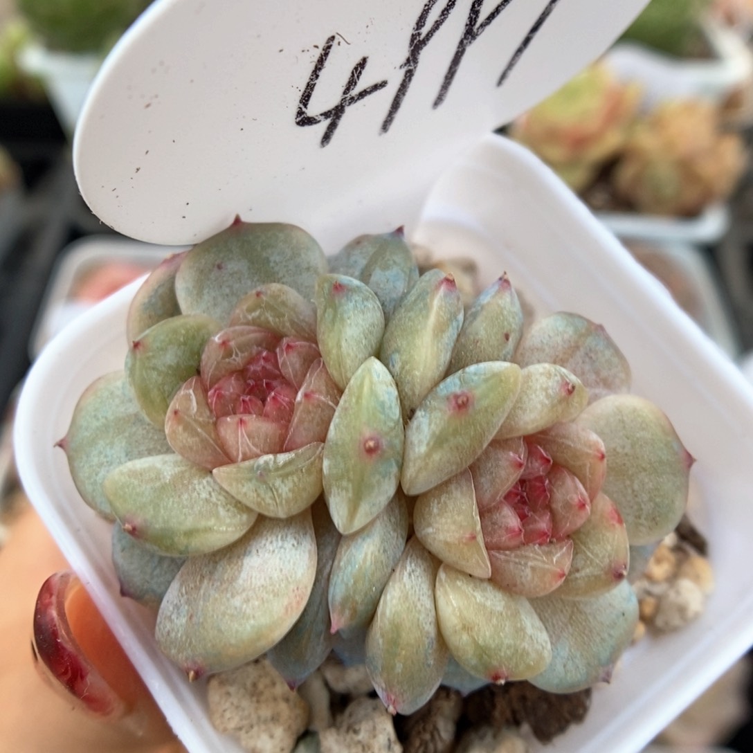 幸运星双头可拍4997号 