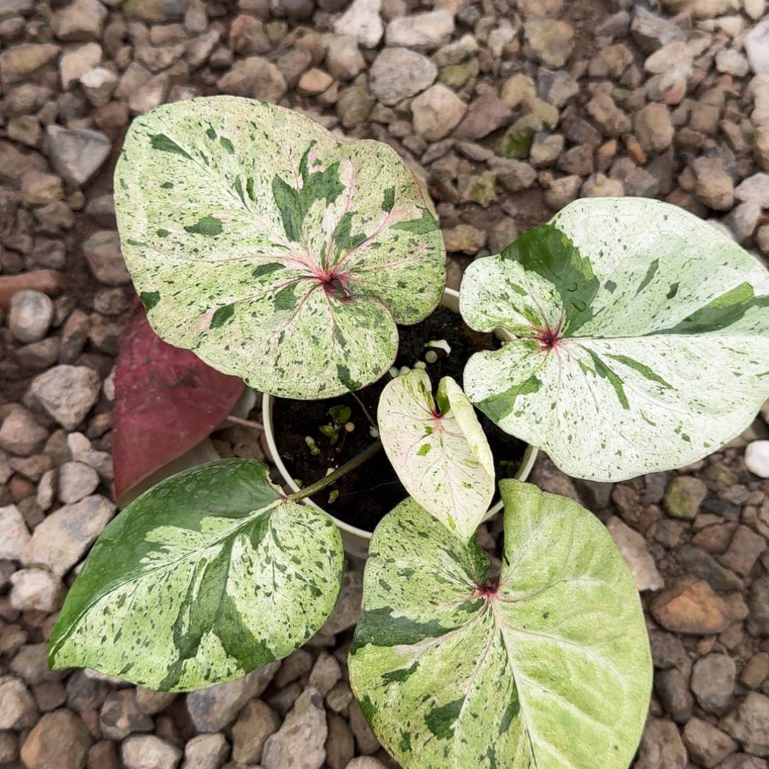无花朵Q585薄荷糖