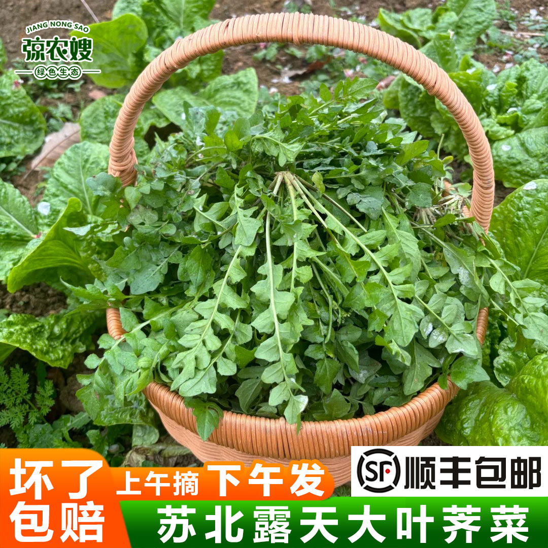 苏北露天农家荠菜新鲜蔬菜大叶荠荠菜现摘现发野菜地菜馄饨荠菜馅