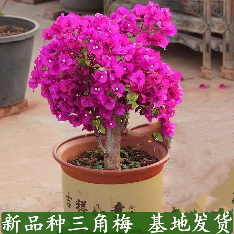 三角梅盆栽爬藤爬墙花卉植物易活攀爬树苗四季老桩苗批发阳台开花