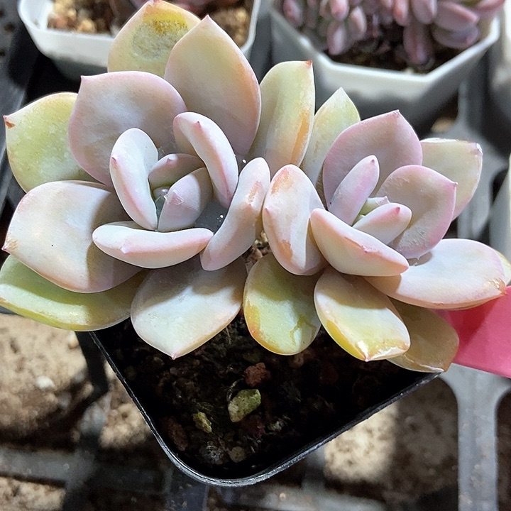 多肉植物韩版奶茶1908