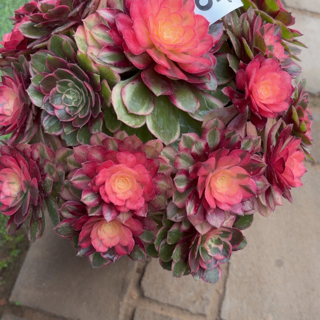 戴***）黑魔锦福利705肉肉肉