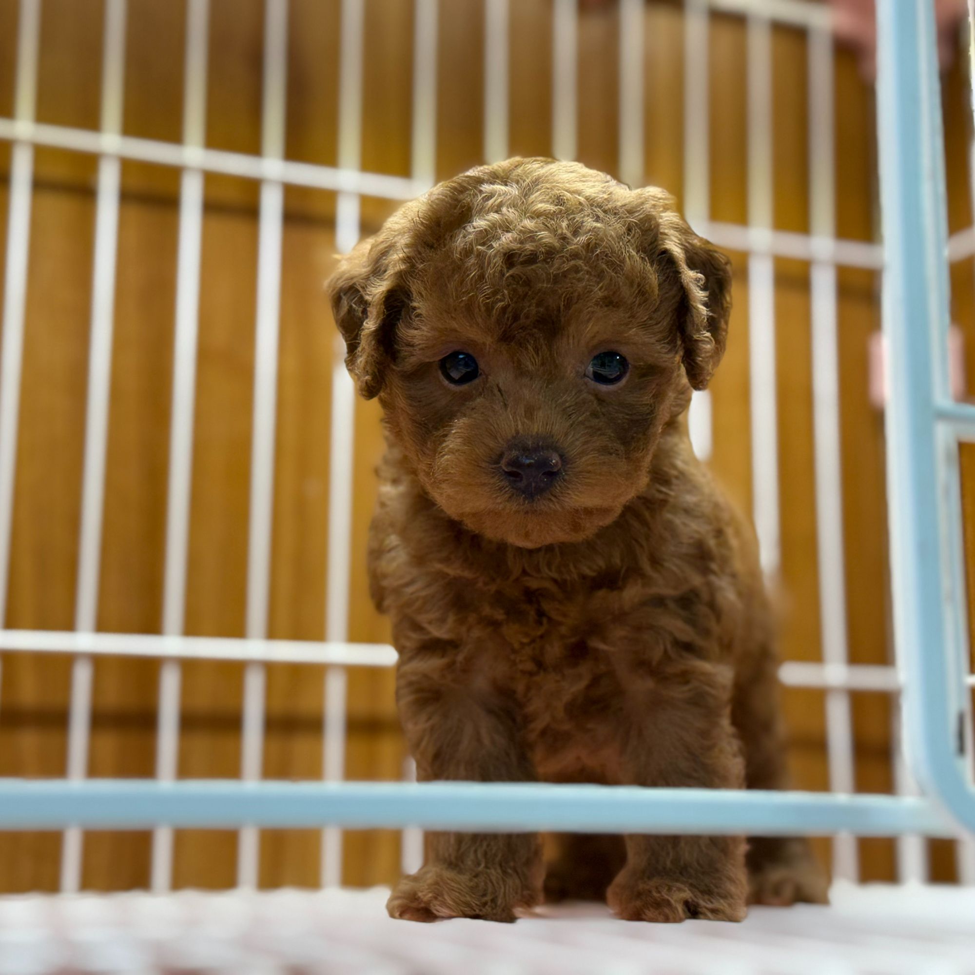 特价狗狗专拍活体马尔泰幼犬棕色飞耳泰迪长不大纯种