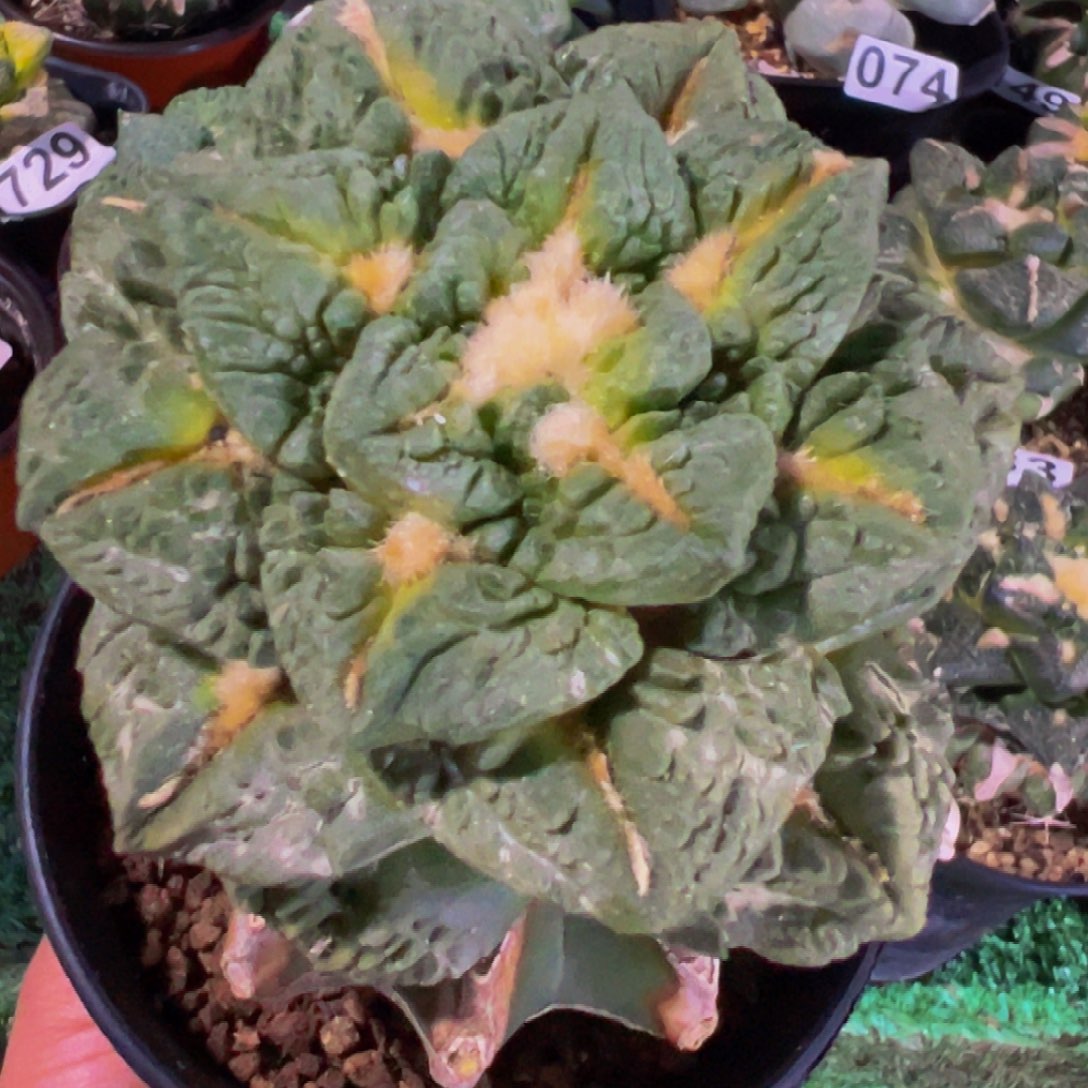 无花朵福利龟甲牡丹175
