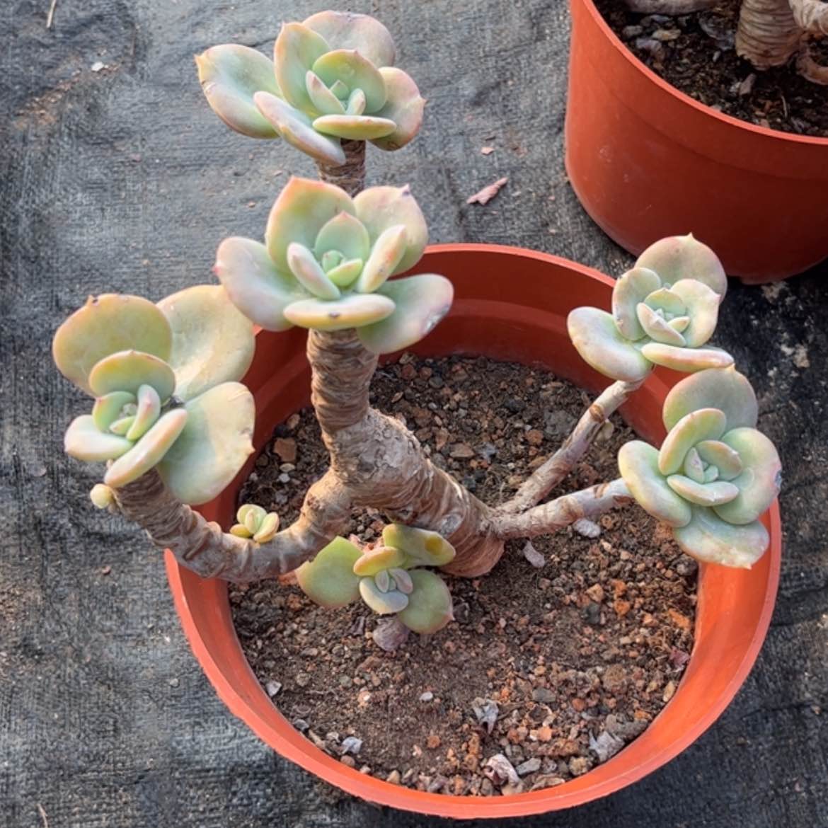 【闪购商品】无花朵宋***田
