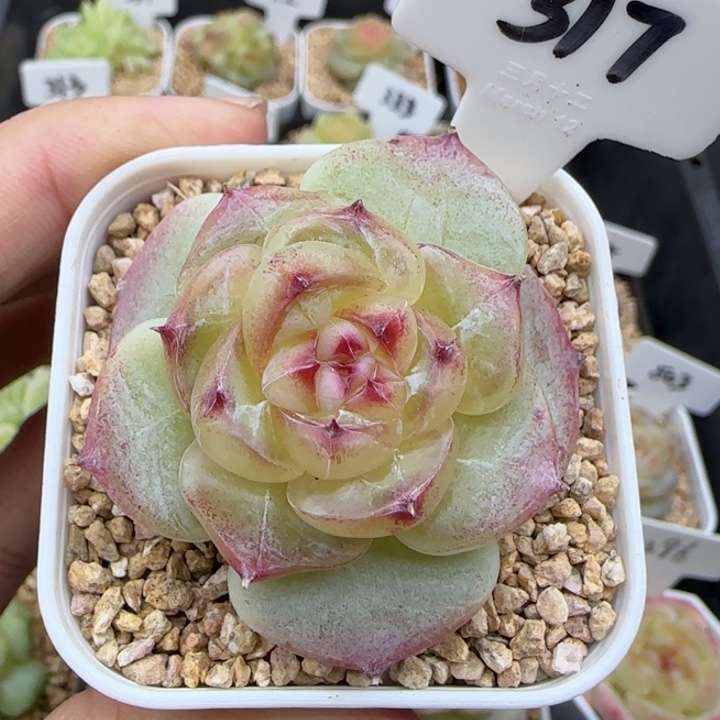 317号绿菩提 晗雨