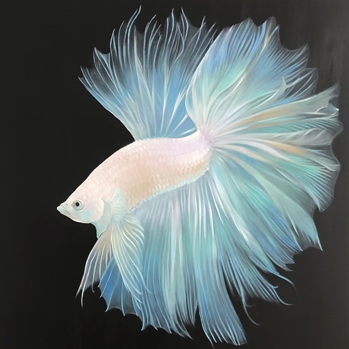 精品区泰国斗鱼选号601-640号