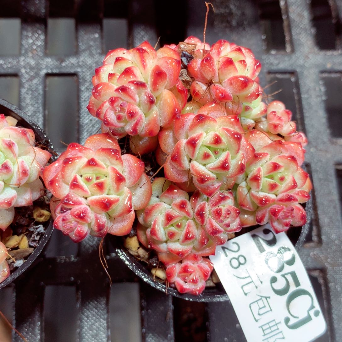 5厘米盆精控多肉285