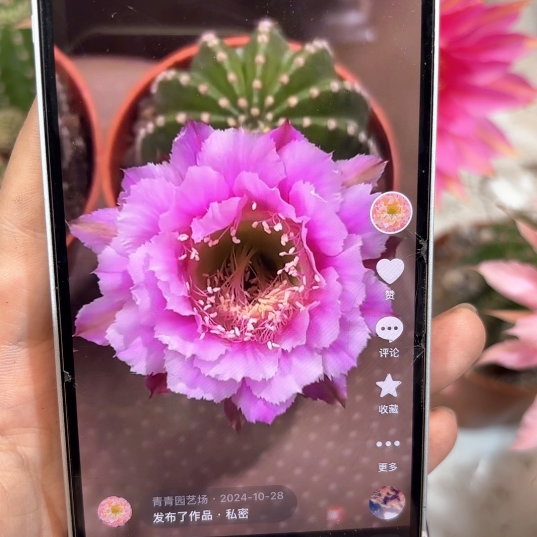 彩草紫羽6公分左右