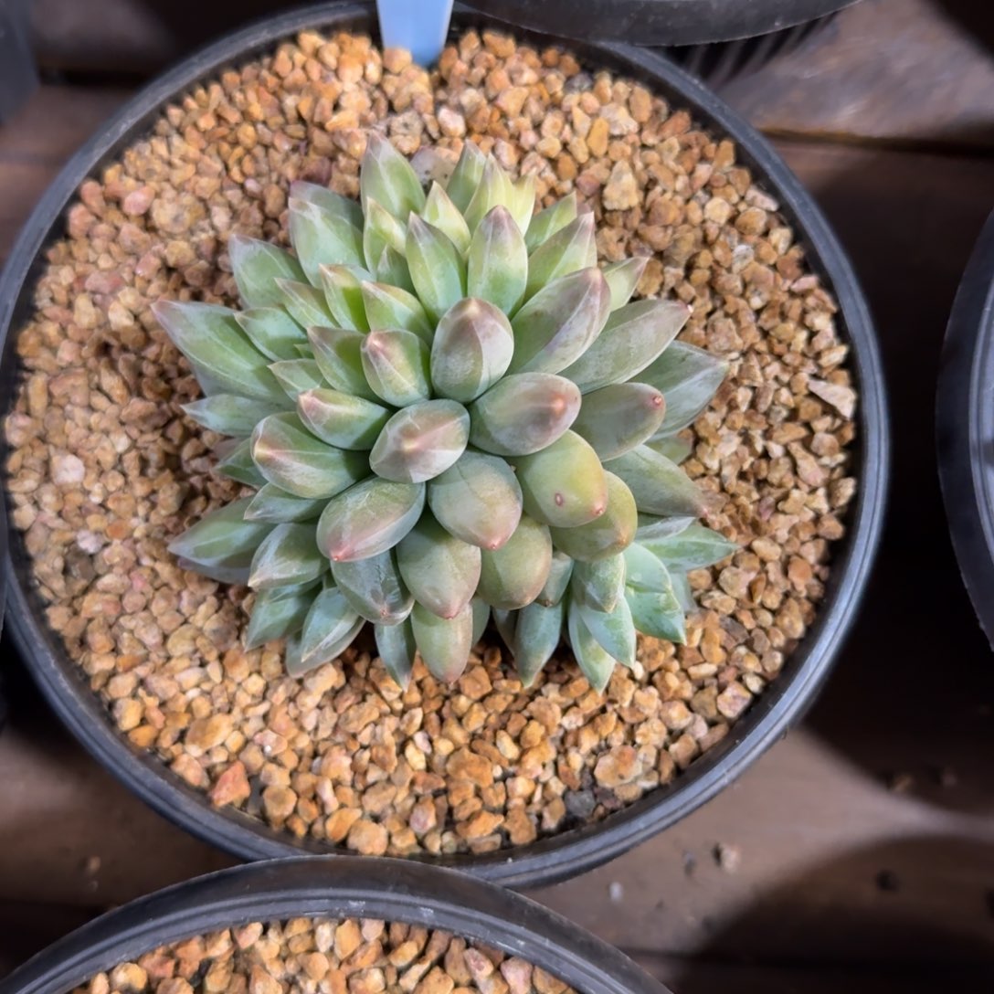 重楼缀1111111111111111