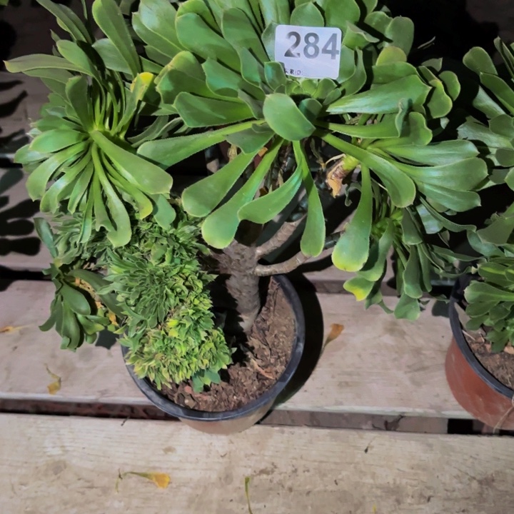 284达摩多肉植物不售后