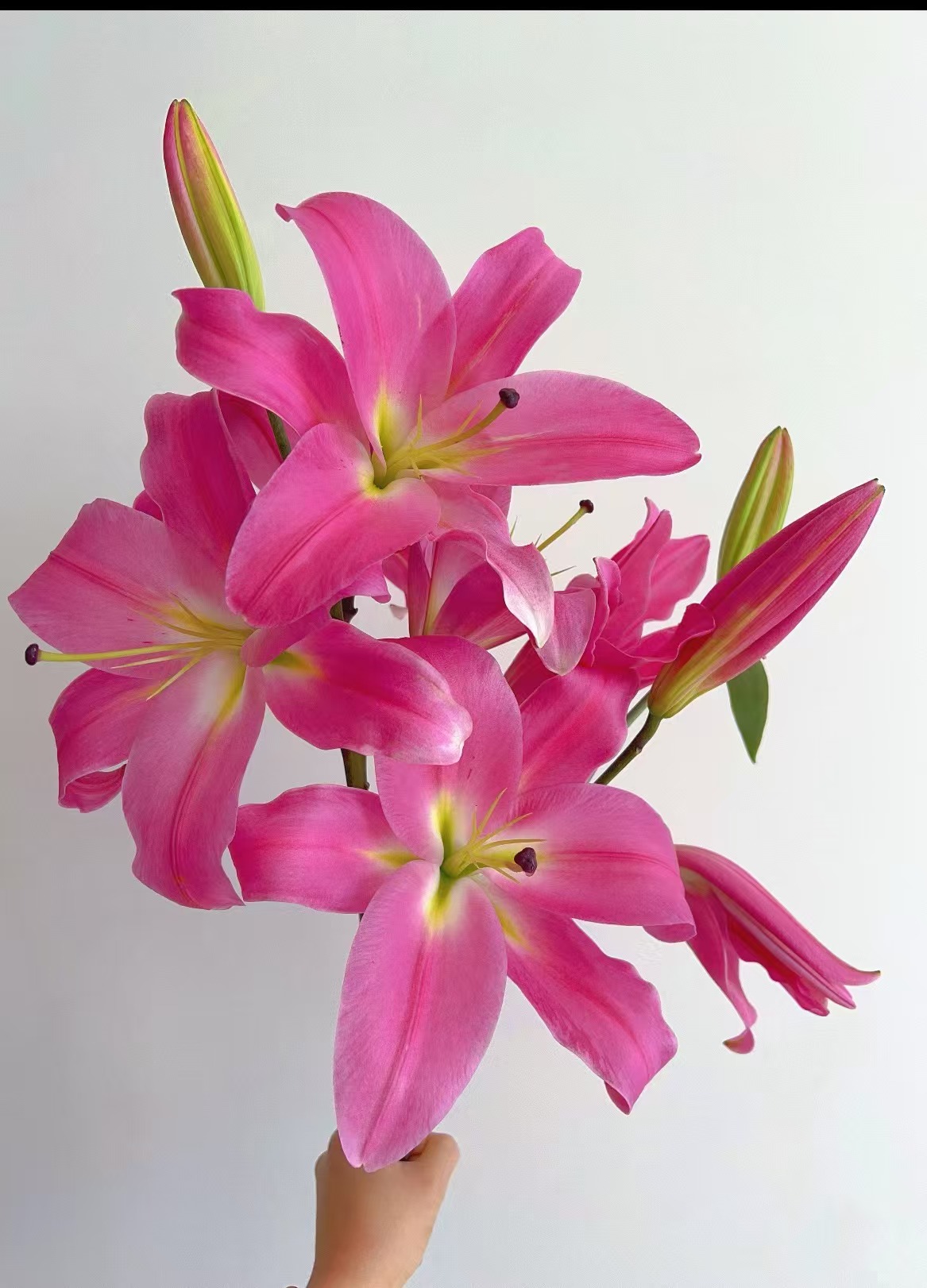 罗宾百合-鲜切花--云南基地新鲜现采现发-收到货需要醒花