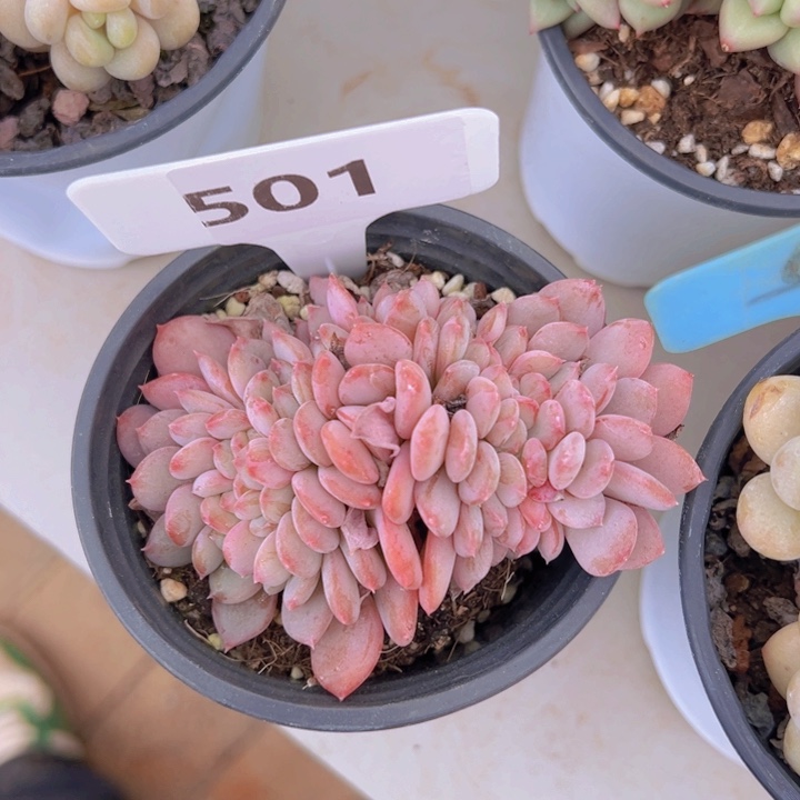 健健康康平平安安