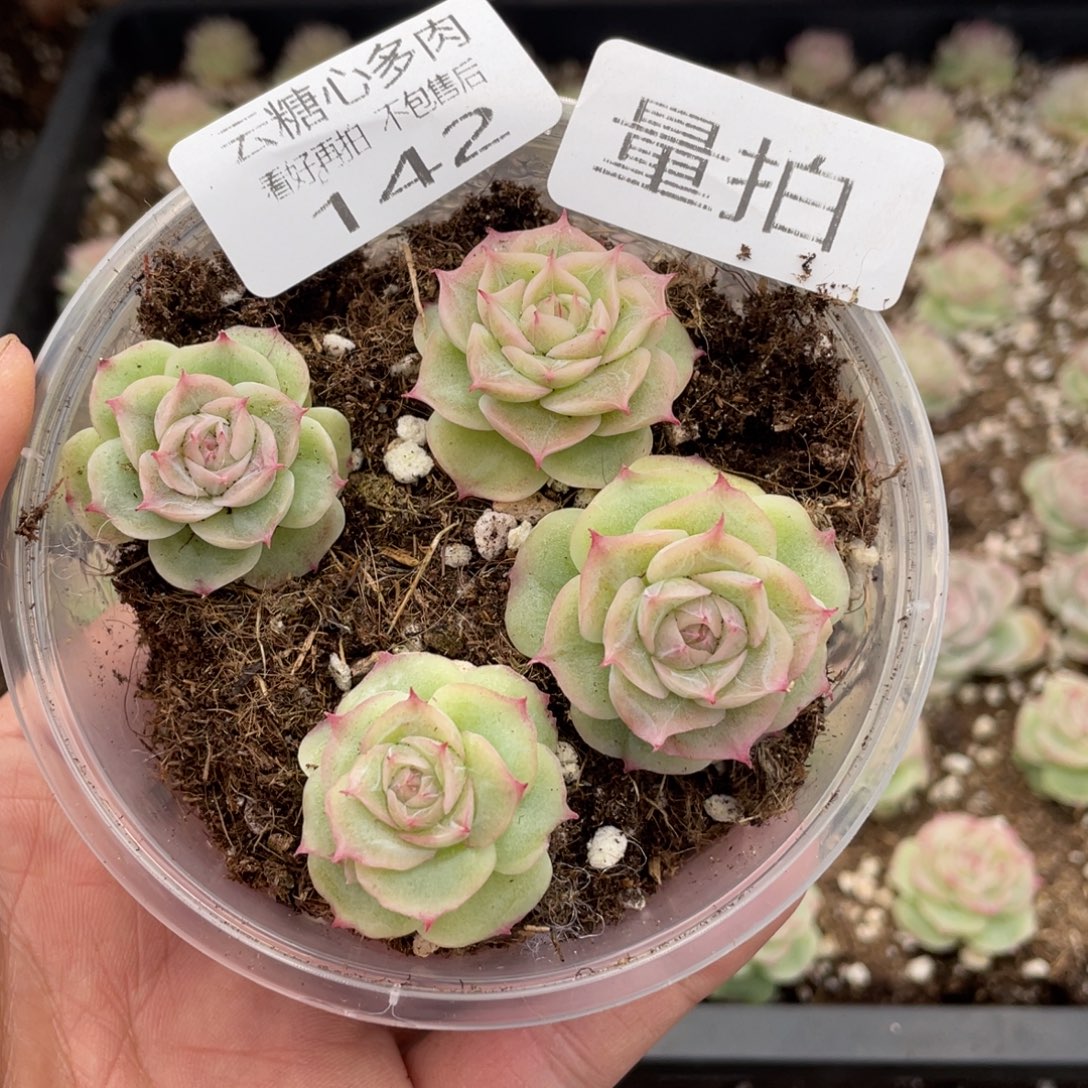 云糖心多肉植物142