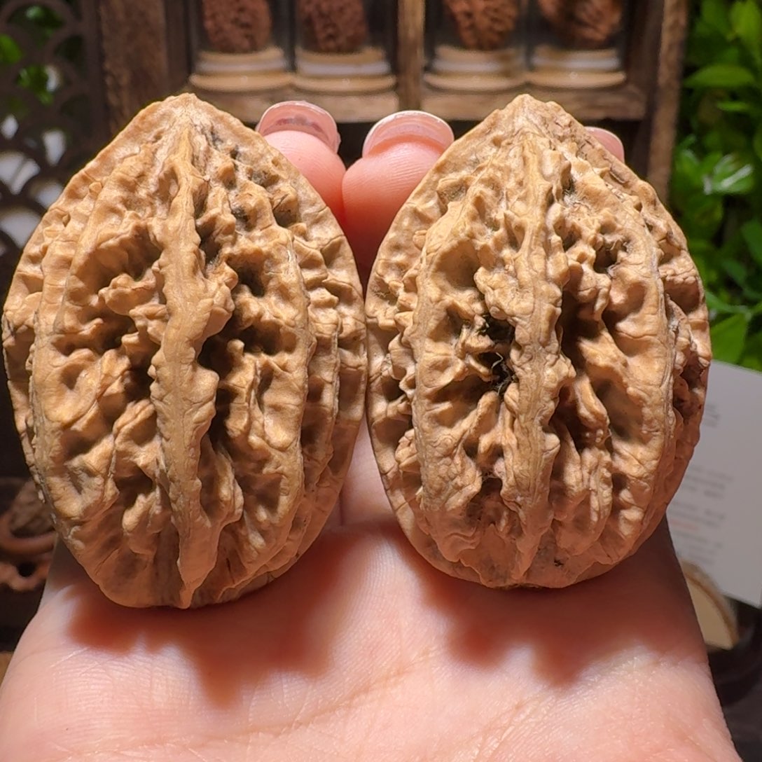 把件文玩核桃珊瑚蛹