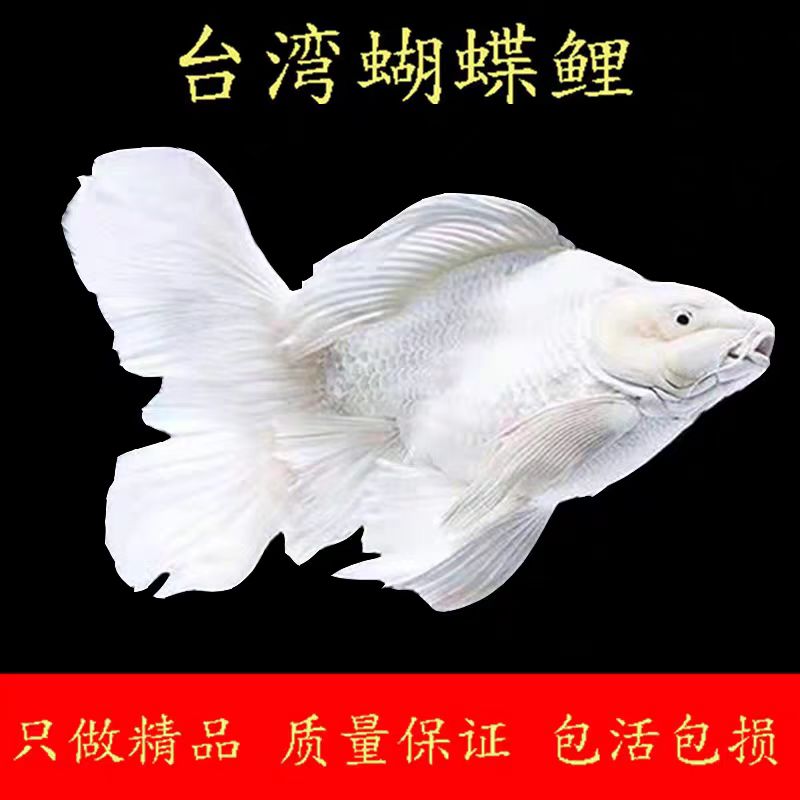 台系蝴蝶鲤16-18白色纯种蝴蝶鲤观赏鱼新手好养消杀发货