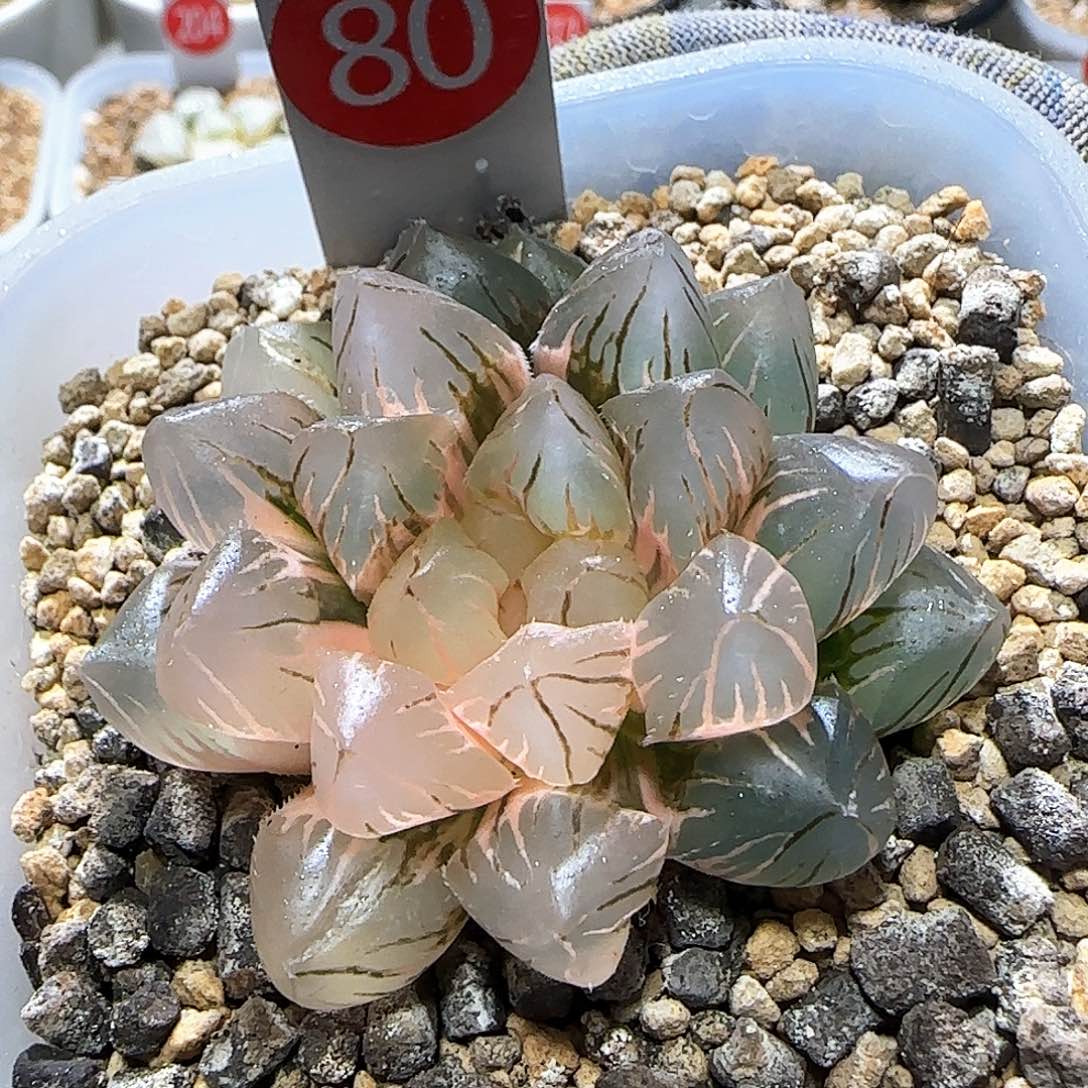 80号OM玉露锦 5.5 厘米左右一物一拍带盆发货