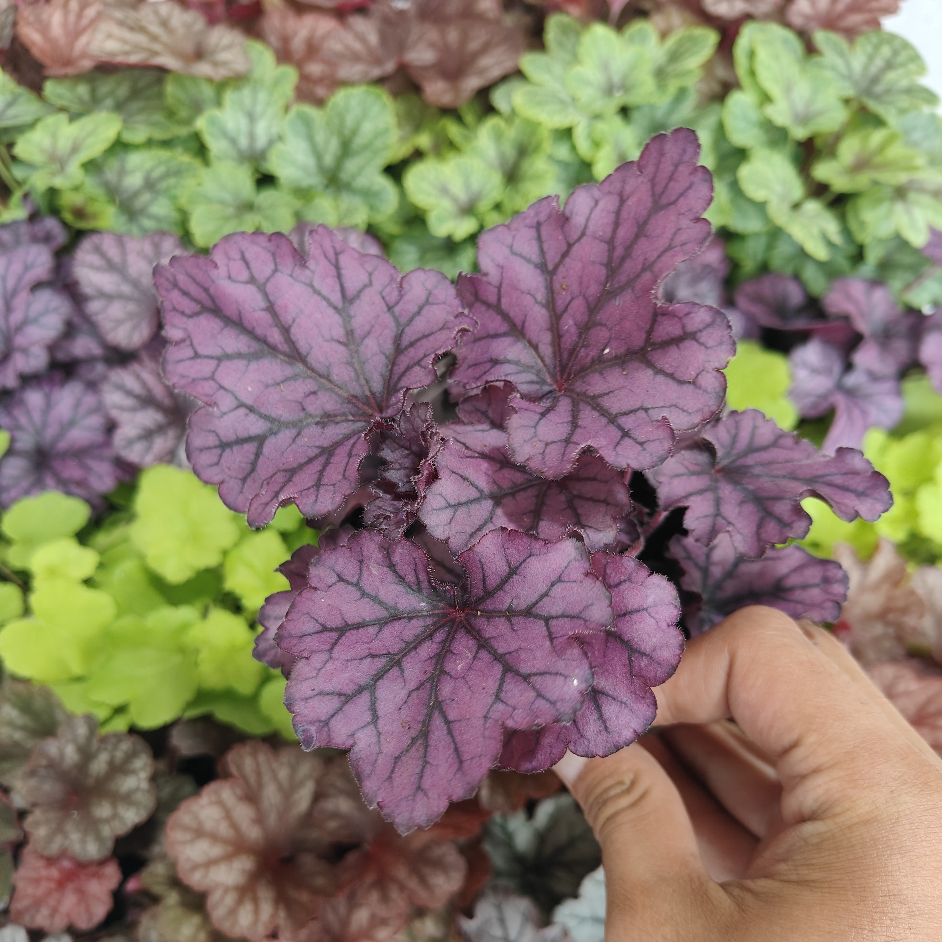 【云门倾城】矾根绿植盆栽四季观叶花卉耐阴耐寒适合庭院种植