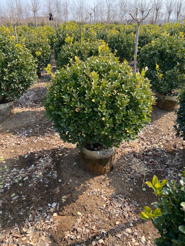 冬青球庭院绿植四季常青冬青球球型园林耐寒绿化植物