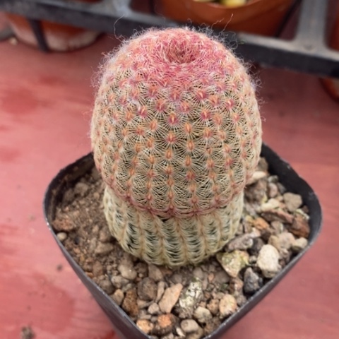 实生红太阳4仙人球