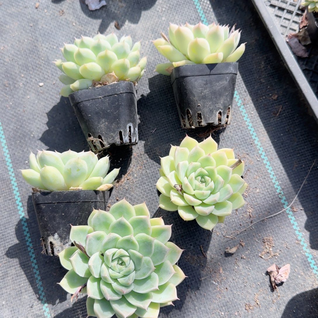无花朵麦秆黑方单头