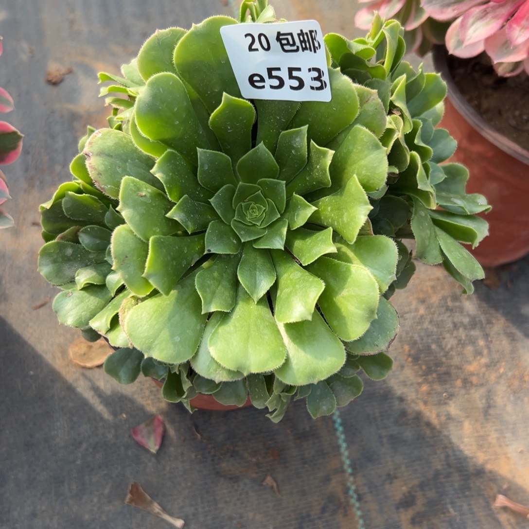 553绿杨蓉，福利，满20包邮度叮熊