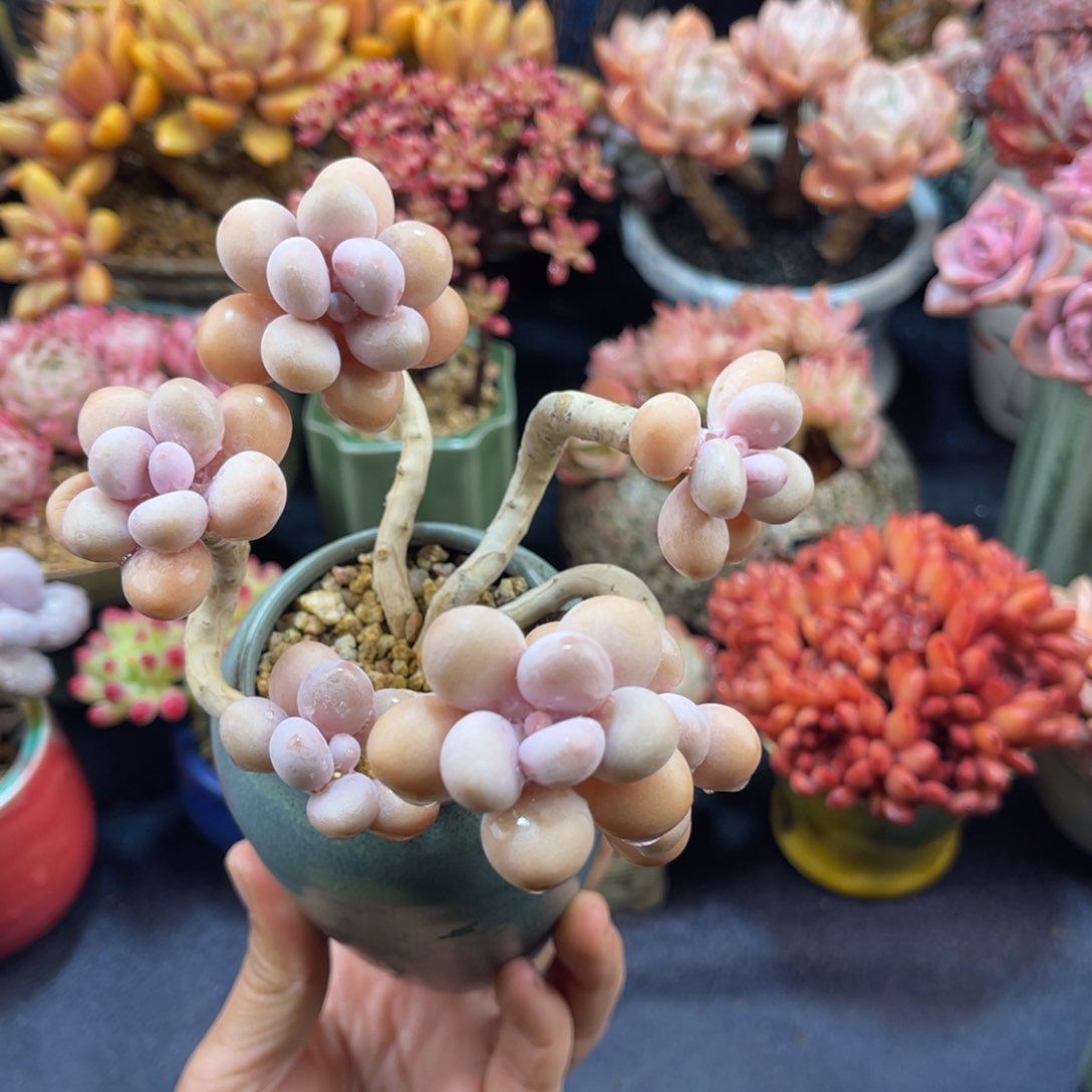 糖果桃蛋 十一公分 带盆