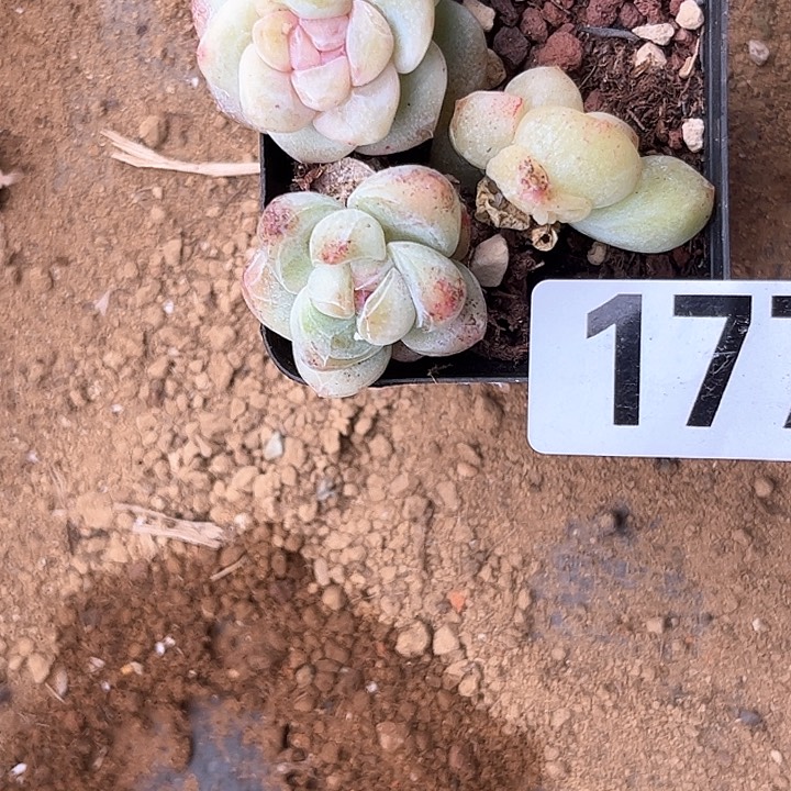 ?**3多肉植物一物一拍