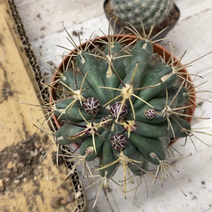 实生黑罗莎特价福利3