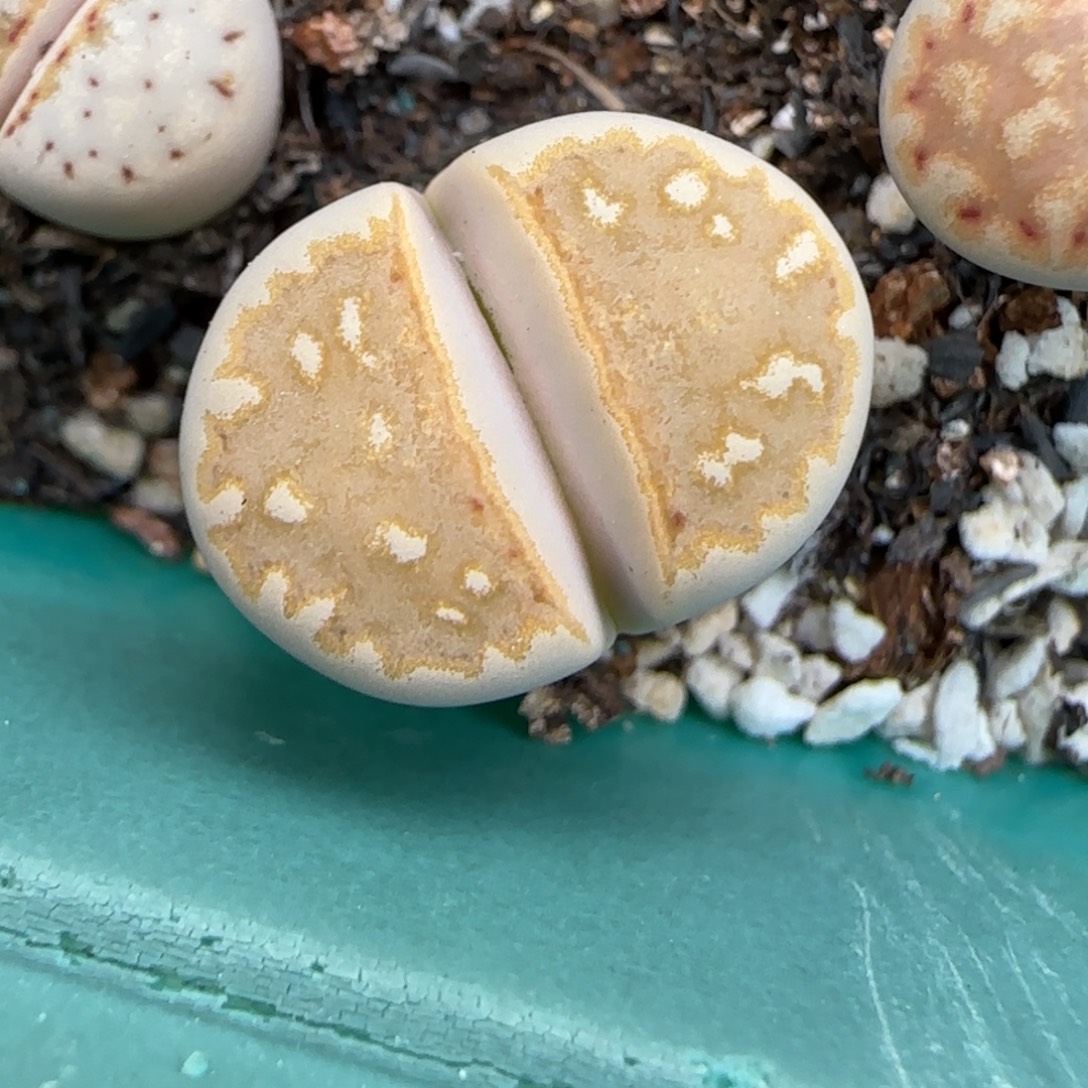 栖****11.27.1620.5橙窗.9068