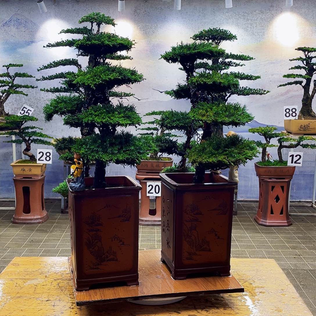 盆景盆景造型龙爪松