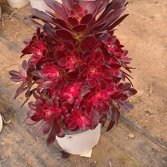 1665丽娜多肉法师锦