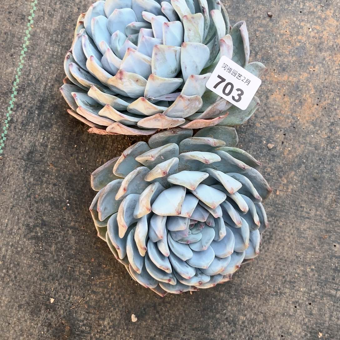 阿雅园艺。   703