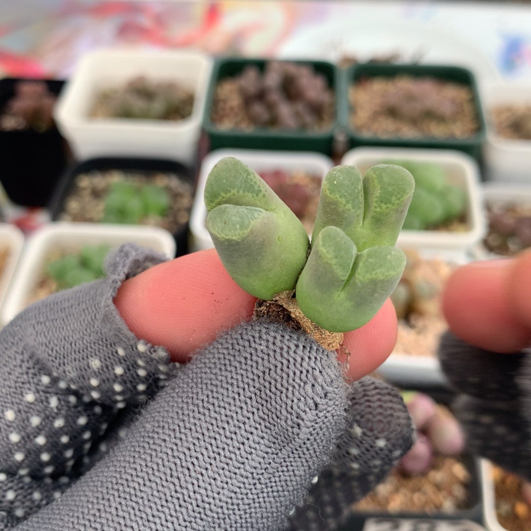 524江南风铃 新人福利